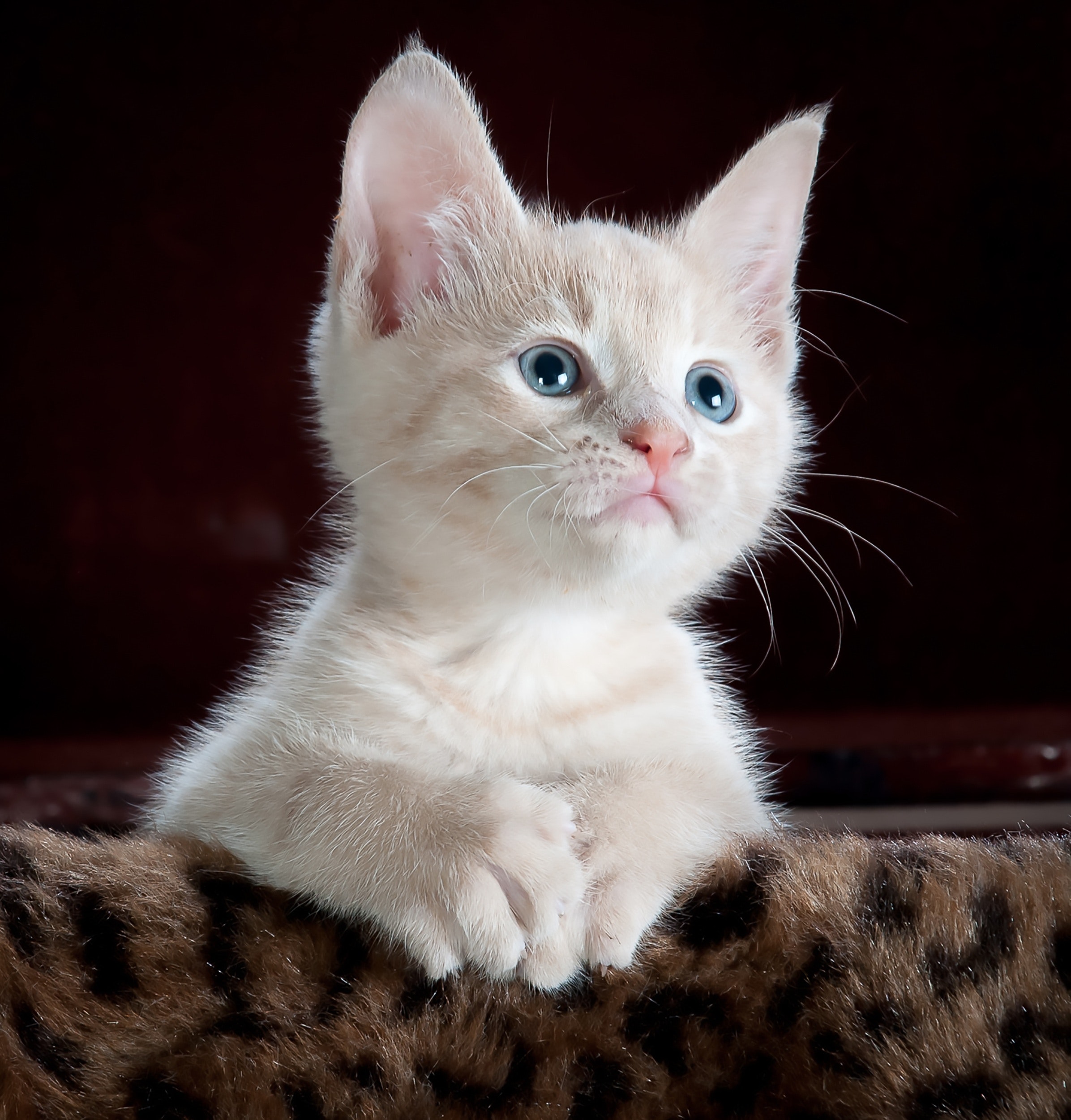 animal cat cute 45201